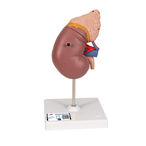 3B Scientific Menschliche Anatomie - Nierenmodell mit Nebenniere + kostenlose Anatomie App - 3B Smart Anatomy, K12 von 3B Scientific