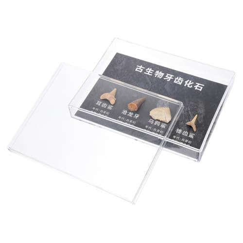 ABOOFAN 1 Schachtel Teiliges Zahnfossilien aus Echtem Naturgetreue Paläontologische Dekoration und Lehrmaterial für Wissenschaftsunterricht Sicher und Langlebig für Sammler und ABOOFAN 1 Schachtel Teiliges Zahnfossilien aus Echtem Naturgetreue Paläontologische Dekoration und Lehrmaterial für Wissenschaftsunterricht Sicher und Langlebig für Sammler und von ABOOFAN