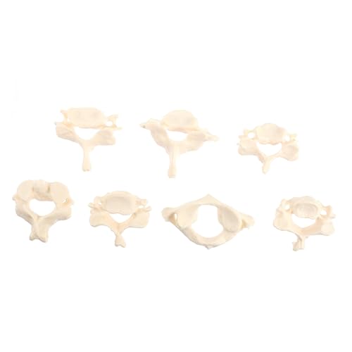 ABOOFAN Anatomisches Demonstrationsmodell für Medizinische Ausbildung und Patientenaufklärung Flexibles Wirbelsäulenmodell für Unterricht und Studium ABOOFAN Anatomisches Demonstrationsmodell für Medizinische Ausbildung und Patientenaufklärung Flexibles Wirbelsäulenmodell für Unterricht und Studium von ABOOFAN