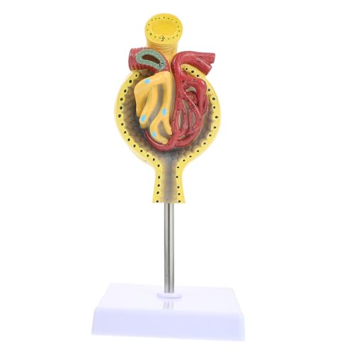 ABOOFAN Medizinisches Anatomisches Glomerulus Modell mit Sockel Realistische Menschliche Niereneinheit für Unterricht Physiologie und Anatomie Lehrmodell für Schulen und ABOOFAN Medizinisches Anatomisches Glomerulus Modell mit Sockel Realistische Menschliche Niereneinheit für Unterricht Physiologie und Anatomie Lehrmodell für Schulen und von ABOOFAN