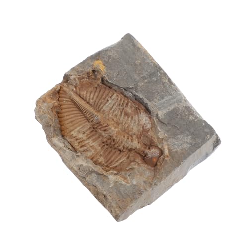 ABOOFAN Natürlicher Trilobiten Fossilstein Sammlerstück für Sammler Echtes Versteinerungsexemplar Einzigartiges aus Antikem Meerestier Pädagogisches Archäologie Zubehör ABOOFAN Natürlicher Trilobiten Fossilstein Sammlerstück für Sammler Echtes Versteinerungsexemplar Einzigartiges aus Antikem Meerestier Pädagogisches Archäologie Zubehör von ABOOFAN