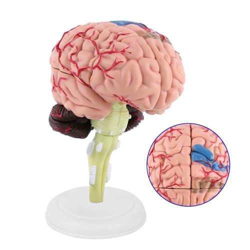 Realistisches Anatomisches Modell des Menschlichen Gehirns für Medizinische Lehr- und Bildungszwecke – Farbenfroh, Zerlegbar, aus Hochwertigem Kunststoff mit Stabiler Basis für von ACOGEDO