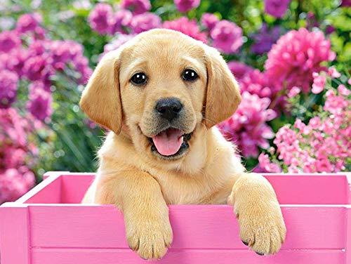 1000 Pieces Adults Jigsaw Puzzlespaper, Labrador Picture in a Box,Jumping,Brain Challenge Jigsaw Puzzles for Children50x70cmSCd113 1000 Pieces Adults Jigsaw Puzzlespaper, Labrador Picture in a Box,Jumping,Brain Challenge Jigsaw Puzzles for Children50x70cmSCd113 von ADEIK