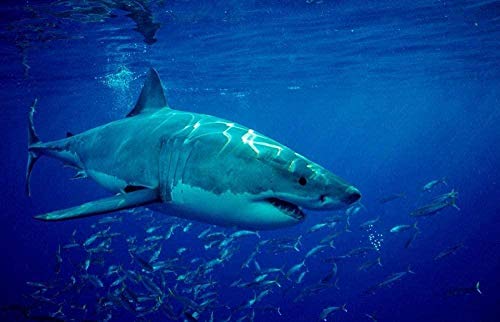 100 Puzzleteile für Erwachsene und Kinder, Haie, Lebensmittel, kleine Fische, Papierpuzzles, Panoramakunst, DIY, Freizeitspiele, Spaß, Geschenkspielzeug. 45,5 x 35,5 cm 100 Puzzleteile für Erwachsene und Kinder, Haie, Lebensmittel, kleine Fische, Papierpuzzles, Panoramakunst, DIY, Freizeitspiele, Spaß, Geschenkspielzeug. 45,5 x 35,5 cm von AFHMZ