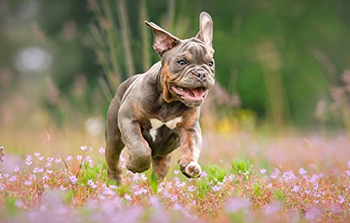 100 Teile Puzzle Kind Mädchen Welpe 45,5x35,5CM 100 Teile Puzzle Kind Mädchen Welpe 45,5x35,5CM von AFHMZ