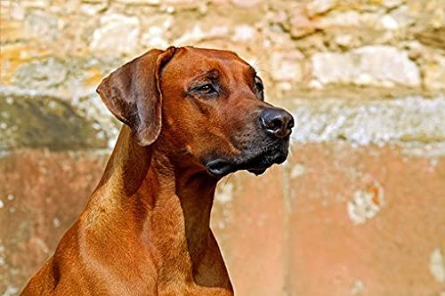 1000 Puzzles, Rhodesian Ridgeback Hund 1, Heim- und Bürodekoration, DIY-Spielzeug für Kinder, 38 x 26 cm von AFHMZ