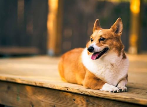 1000 Teile Buntkunst-Puzzle für Erwachsene, Heimdekoration, Smart Corgi, 70 x 50 cm von AFHMZ