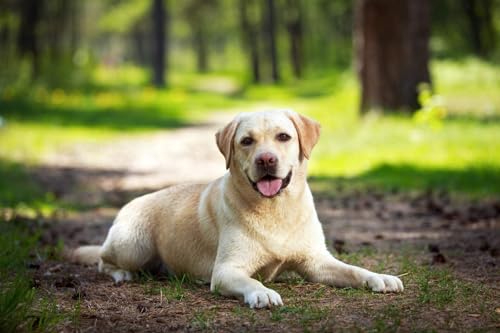 1000 Teile Puzzle Labrador Hund Erwachsene Freizeit Unterhaltung Erwachsene Lernspielzeug Weihnachten 38x26CM von AFHMZ