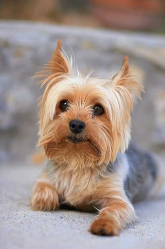 1000 Teile Puzzle Porträt eines großen Yorkshire Terrier Yorkie Puzzle Spielzeug Spiele für Erwachsene Familienfeier 52x38CM von AFHMZ