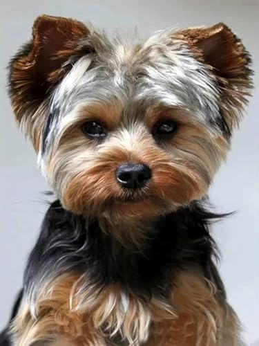 1000 Teile Puzzle Yorkie Yorkshire Terrier Hund Herausforderung Lernspiel für Erwachsene Tierpuzzle Geschenk Entpacken Spielzeug Schwieriges Puzzle 38x26CM von AFHMZ