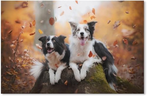 1000 Teile Puzzle Zusammensetzen Bild 2 Glückliche Border Collies Spiele für Erwachsene Lernspielzeug 38x26CM von AFHMZ