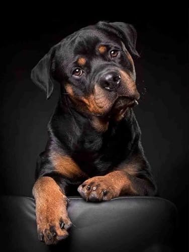 1000 Teile süßes Hundepuzzle für Erwachsene, Rottweiler-Haustier-Hundepuzzle, Tierpuzzle, Familienspiel, Spielzeug, Geschenk, Heimdekoration, Teenager-Puzzle, Geschenk für Hundeliebhaber, 70 x 50 cm von AFHMZ