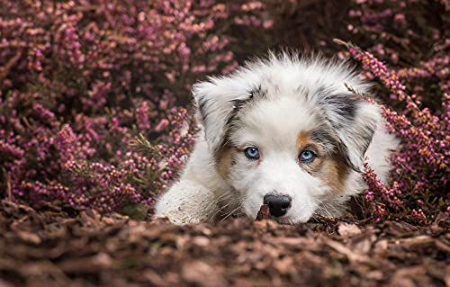 1000-teiliges Puzzle Australian Shepherd Welpe 52x38CM von AFHMZ