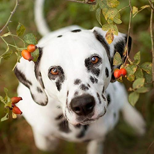 1000-teiliges Puzzle für Erwachsene, 3D-Dalmatiner-Hund, handgemalte Bilder im Papierstil, personalisierte Zusammenbau-Puzzle-Blockspiele, 38 x 26 cm von AFHMZ