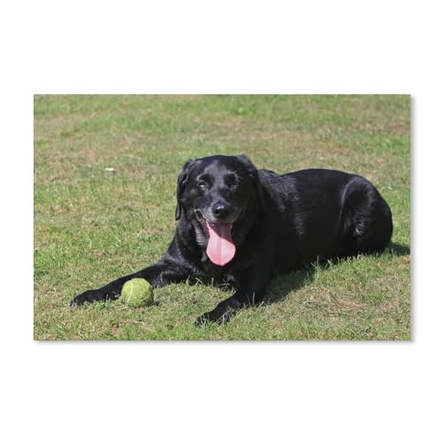 1000-teiliges Puzzle für Erwachsene, Schwarzer Labrador, Puzzle – für Erwachsene, Teenager, Lernspielzeug, Geschenke, 38 x 26 cm von AFHMZ