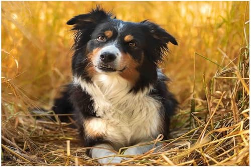 2000 Teile Puzzle Puzzles für Erwachsene Herbst Australian Shepherd Puzzle Tierspielzeug für Erwachsene Schwieriges und herausforderndes großes Puzzlespiel Geschenk für Hundeliebhaber 70x100CM von AFHMZ