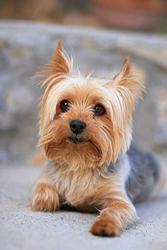 2000 stück Yorkshire Terrier Puzzle Erwachsene Dekompression Kinder Spaß Puzzle Mode Kreative Geschenk 70x100CM von AFHMZ