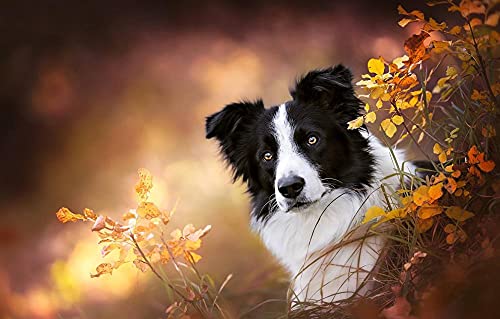 2000-teiliges Border Collie-Hundepuzzle, 100 x 70 cm von AFHMZ