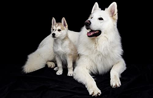 Die 100 Stück Chiot 45,5x35,5CM Die 100 Stück Chiot 45,5x35,5CM von AFHMZ