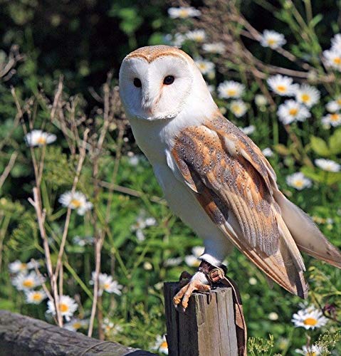 Holzpuzzle 1000 Teile Eule Greifvogel | Puzzlespiel Geschenk für Erwachsene, Jugendliche und Kinder 52x38CM von AFHMZ