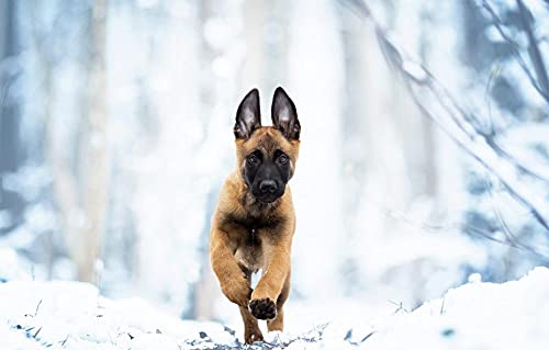 Holzpuzzle für Erwachsene, 1000 Teile, Belgischer Schäferhund, Malinois, Schneehund, 38 x 26 cm von AFHMZ