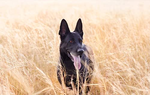 Kinderpuzzle 100 Teile Hund 45,5x35,5CM Kinderpuzzle 100 Teile Hund 45,5x35,5CM von AFHMZ