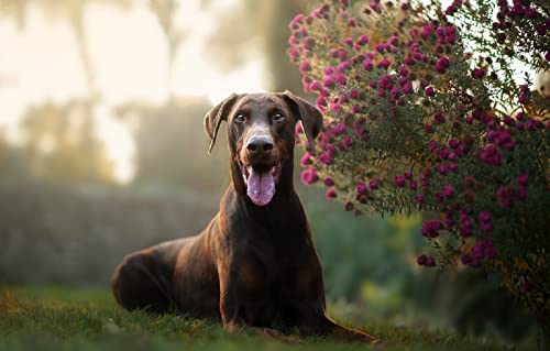 Kinderpuzzle 100 Teile Hund 45,5x35,5CM Kinderpuzzle 100 Teile Hund 45,5x35,5CM von AFHMZ