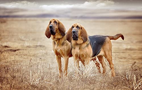 Kinderspiele Puzzle 100 Teile Hund 45,5x35,5CM Kinderspiele Puzzle 100 Teile Hund 45,5x35,5CM von AFHMZ