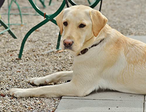 Labrador Puzzle 2000 Teile Tierwelt Puzzle mit hochwertiger Puzzleaufbewahrung 70x100CM von AFHMZ