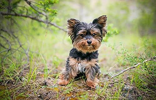 Lernspiel Kindergarten Puzzle 1000 Teile Hund Yorkshire Terrier Hund 52x38CM von AFHMZ