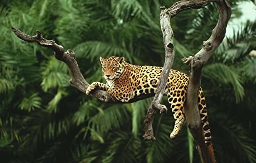 Papery Puzzle, 1000 Teile, Dschungel-Jaguar auf Baum, personalisiertes Puzzle, 70 x 50 cm von AFHMZ