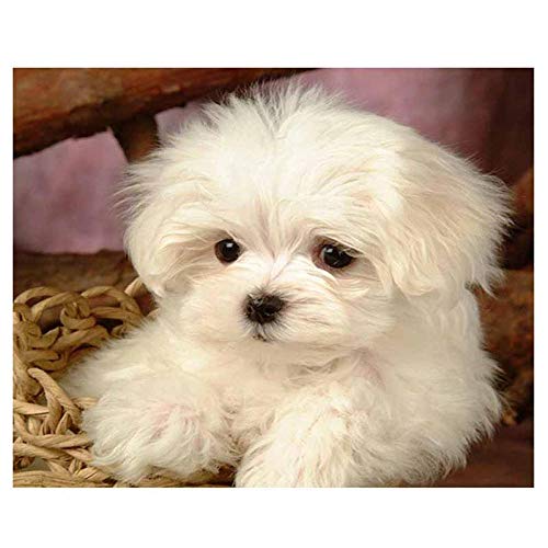 Papery Puzzles für Erwachsene und Kinder, 200 Teile, Malteser-Hunde-Puzzle, DIY-Spielzeug, Spiele, Geschenke, Wanddekoration, 35 x 25 cm Papery Puzzles für Erwachsene und Kinder, 200 Teile, Malteser-Hunde-Puzzle, DIY-Spielzeug, Spiele, Geschenke, Wanddekoration, 35 x 25 cm von AFHMZ