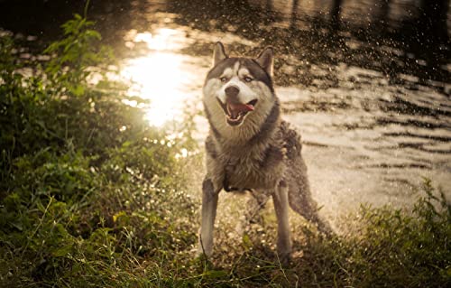 Puzzle 100 Teile Erwachsene Hund 45,5x35,5CM Puzzle 100 Teile Erwachsene Hund 45,5x35,5CM von AFHMZ