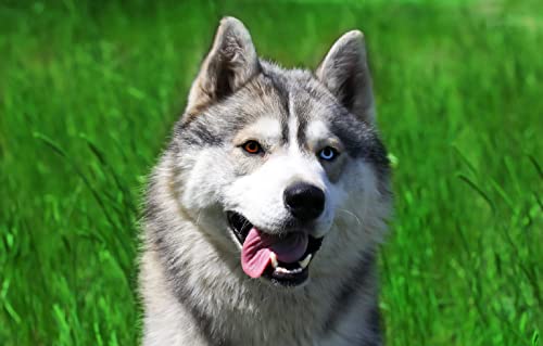 Puzzle 100 Teile Hund 45,5x35,5CM Puzzle 100 Teile Hund 45,5x35,5CM von AFHMZ