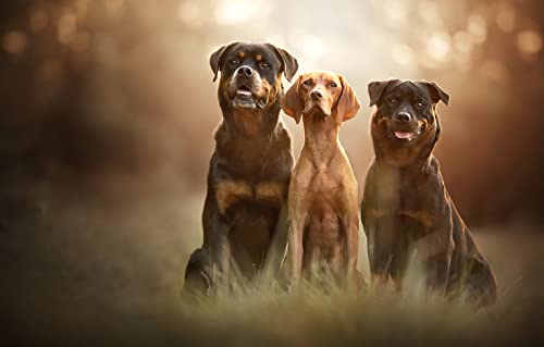 Puzzle 100 Teile Kind Hund 45,5x35,5CM Puzzle 100 Teile Kind Hund 45,5x35,5CM von AFHMZ