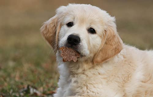 Puzzle 100 Teile Welpe 45,5x35,5CM Puzzle 100 Teile Welpe 45,5x35,5CM von AFHMZ