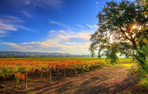 Puzzle 100 Teile für Erwachsene, Puzzle für Erwachsene 100, Baum, Plantagen, Healdsburg-Weintour, 45,5 x 35,5 cm Puzzle 100 Teile für Erwachsene, Puzzle für Erwachsene 100, Baum, Plantagen, Healdsburg-Weintour, 45,5 x 35,5 cm von AFHMZ