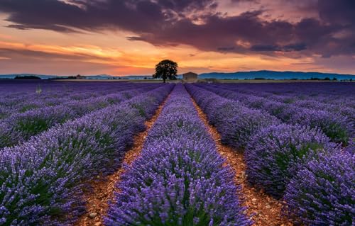 Puzzle 100 Teile für Erwachsene Puzzle für Erwachsene 100, Feld, Baum, Frankreich, Lavendel, Provence 45,5 x 35,5 cm Puzzle 100 Teile für Erwachsene Puzzle für Erwachsene 100, Feld, Baum, Frankreich, Lavendel, Provence 45,5 x 35,5 cm von AFHMZ