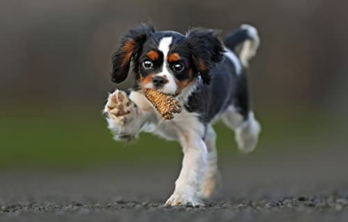 Puzzle 1000 Spaniel-Welpen, 70 x 50 cm von AFHMZ