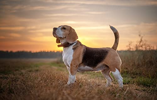 Puzzle 1000 Teile, Beagle-Hund, 70 x 50 cm von AFHMZ