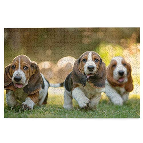 Puzzle 1000 Teile Basset Hounds Welpen Haustiere Rasenhunde Basset Puzzle Spielzeug Familienspiel Wanddekoration für Erwachsene Teenager 70x50CM von AFHMZ