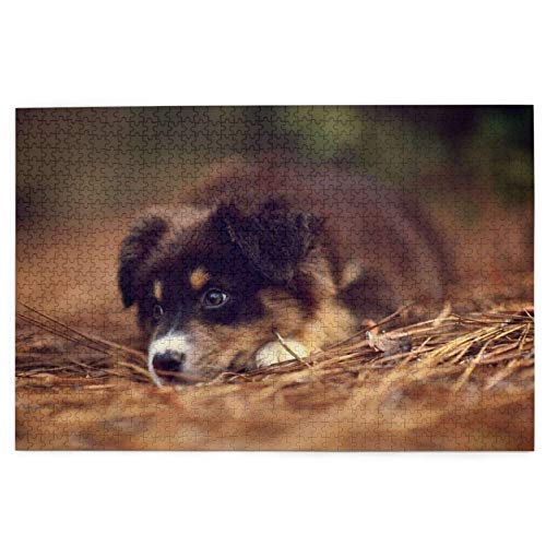 Puzzle 1000 Teile Border Collie Welpe Bokeh Braun Border Collie Puzzle Spielzeug Familienspiel Wanddekoration für Erwachsene Teenager 70x50CM von AFHMZ