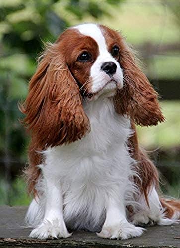 Puzzle 1000 Teile Cavalier King Charles Spaniel Hund Puzzle 1000 Teile Kunst Geschicklichkeitsspiel für die ganze Familie, buntes Legespiel 38x26CM von AFHMZ