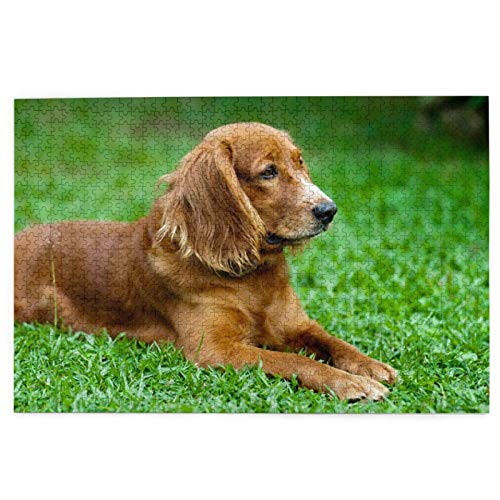 Puzzle 1000 Teile Cocker Spaniel Lawn Brown Spaniel Welpen Hunde Puzzle Spielzeug Familienspiel Wanddekoration für Erwachsene Teenager 70x50CM von AFHMZ