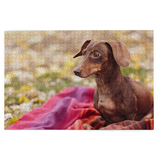 Puzzle 1000 Teile Dackelhunde Herbstbraune Dackel Haustiere Puzzle Spielzeug Familienspiel Wanddekoration für Erwachsene Teenager 38x26CM von AFHMZ