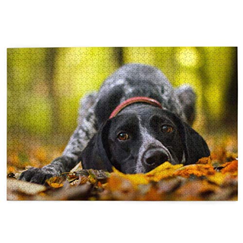 Puzzle 1000 Teile Deutscher Kurzhaar Vorstehhund Herbst Haustiere Hunde Puzzle Spielzeug Familienspiel Wanddekoration für Erwachsene Teenager 52x38CM von AFHMZ