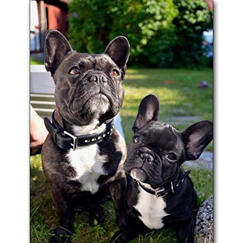 Puzzle 1000 Teile Papierpuzzle für Erwachsene Papierpuzzle Französische Bulldogge Cartoon-Hund Puzzlespielzeug für Erwachsene und Kinder, Puzzle-Bastelset 38x26CM von AFHMZ