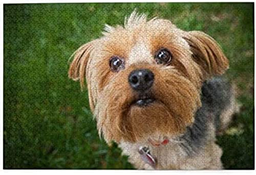 Puzzle 1000 Teile Yorkshire Terrier Yorkie Süße Hunde Tiere Hunde Papierpuzzle Spielzeug Familienspiel Wanddekoration für Erwachsene Teenager 70x50CM von AFHMZ