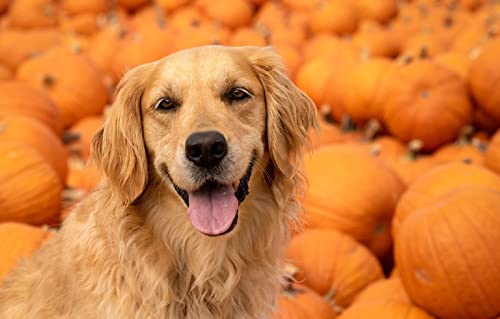 Puzzle 2000 Teile, Golden Retriever-Hund, 70 x 100 cm von AFHMZ