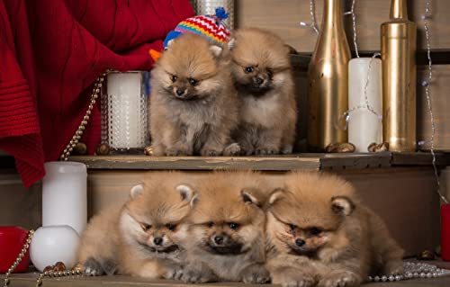 Puzzle Junge 100 Teile Welpe 45,5x35,5CM Puzzle Junge 100 Teile Welpe 45,5x35,5CM von AFHMZ